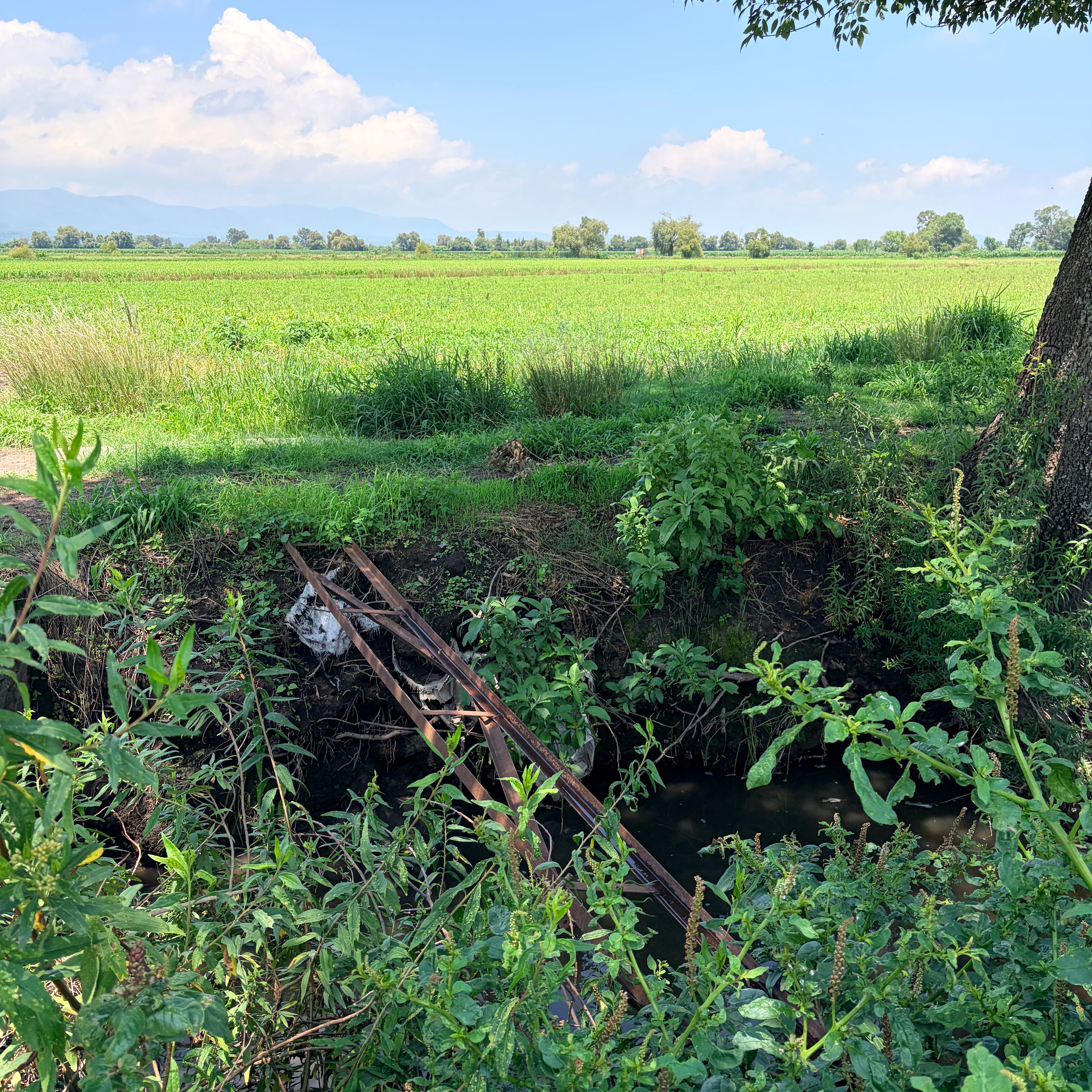 PARCELA DE RIEGO 5.17 HECTÁREAS • EJIDO DE ZINAPÉCUARO, MICHOACÁN