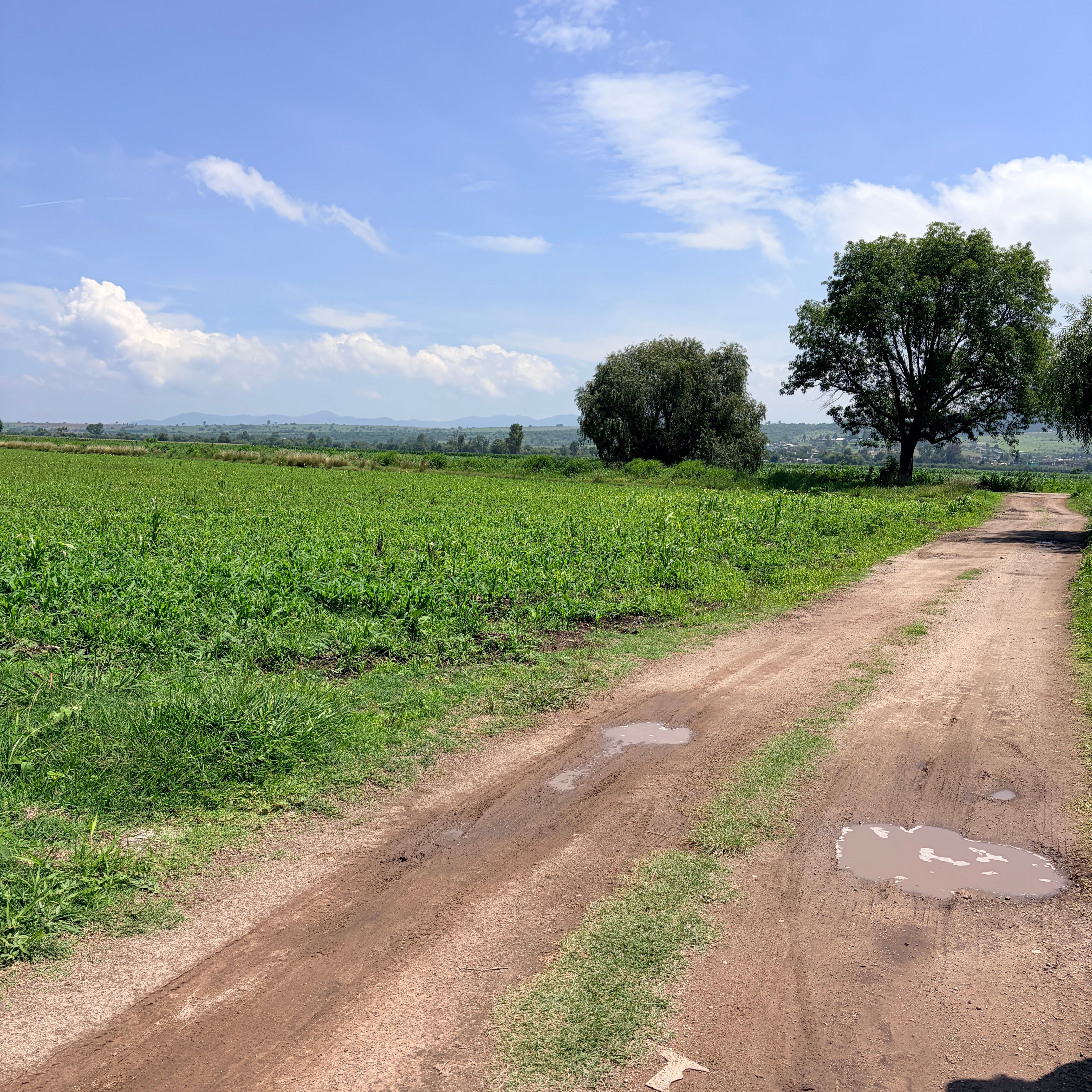 PARCELA DE RIEGO 5.17 HECTÁREAS • EJIDO DE ZINAPÉCUARO, MICHOACÁN