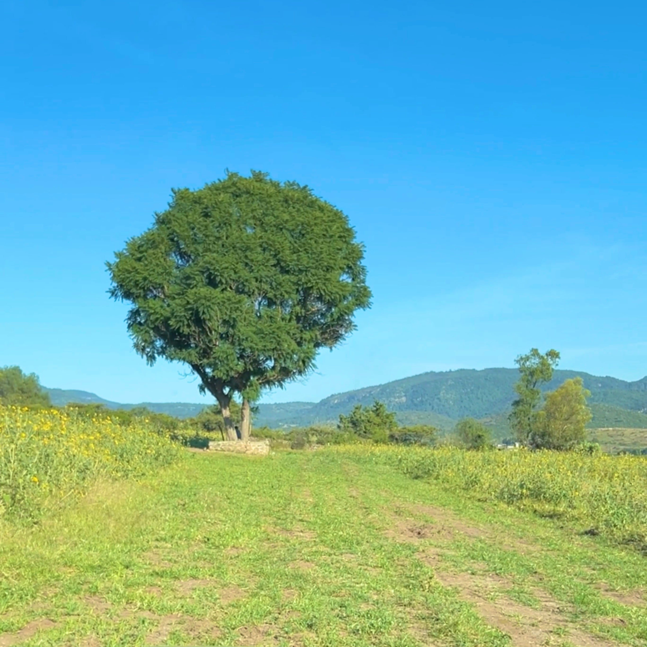 TERRENOS RÚSTICOS A CRÉDITO EN ZINAPÉCUARO MICHOACÁN • RUMBO A LOS BALNEARIOS DE HUINGO